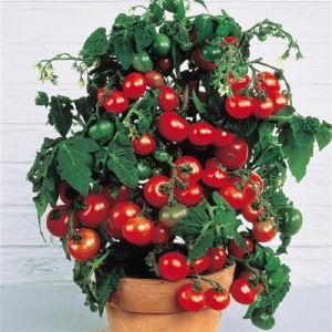 Опыт Ф. И. Ригина по выращиванию томатов на балконе